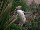 catlins (67)